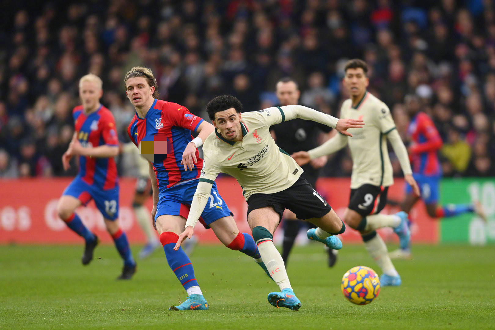 巨型雪花背 巨型雪花背